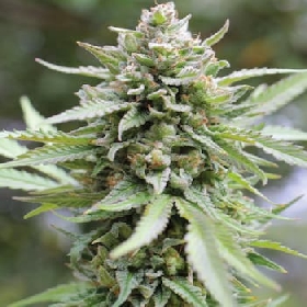 Lemongrass > Humboldt Seed Company